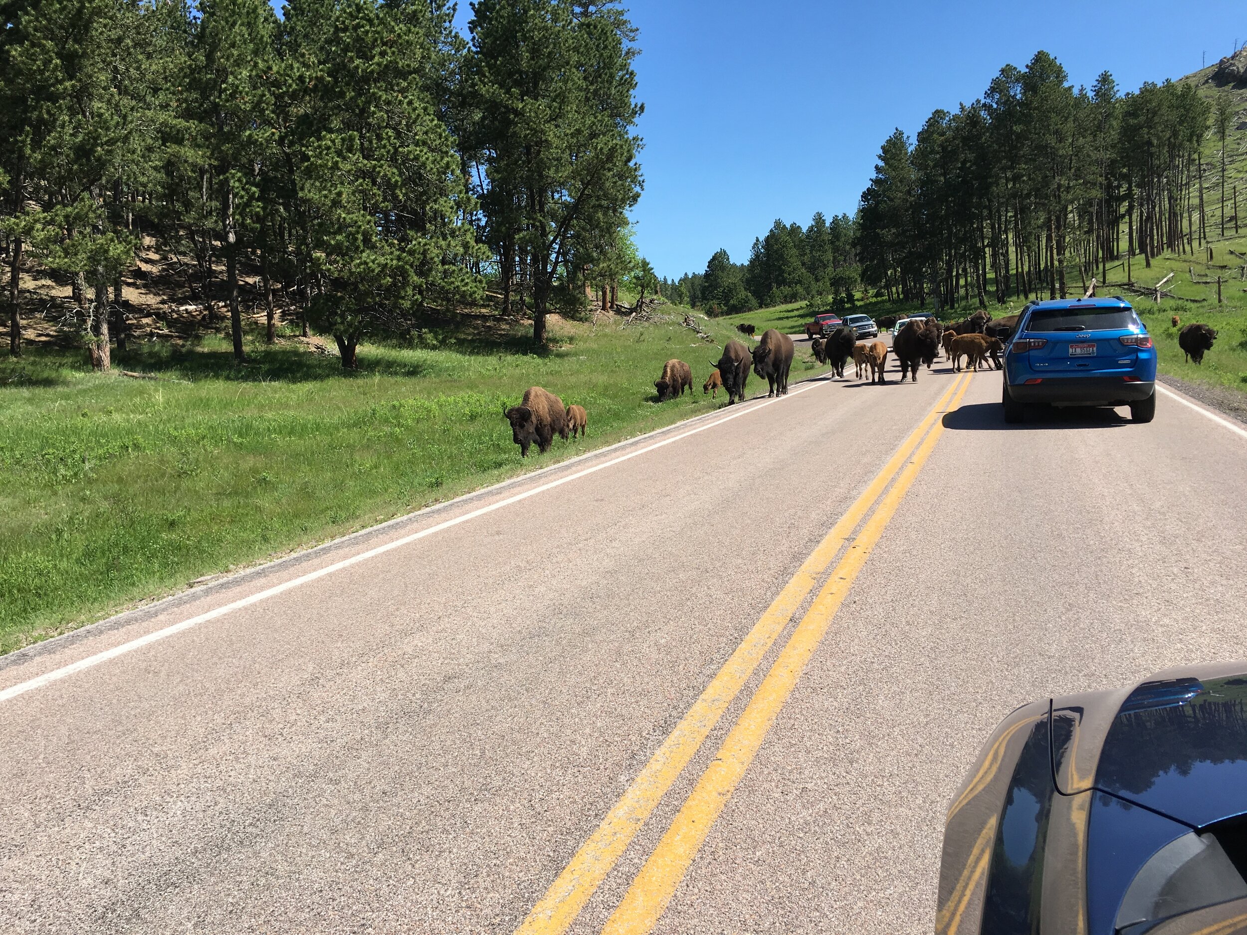 buffalo herd on road