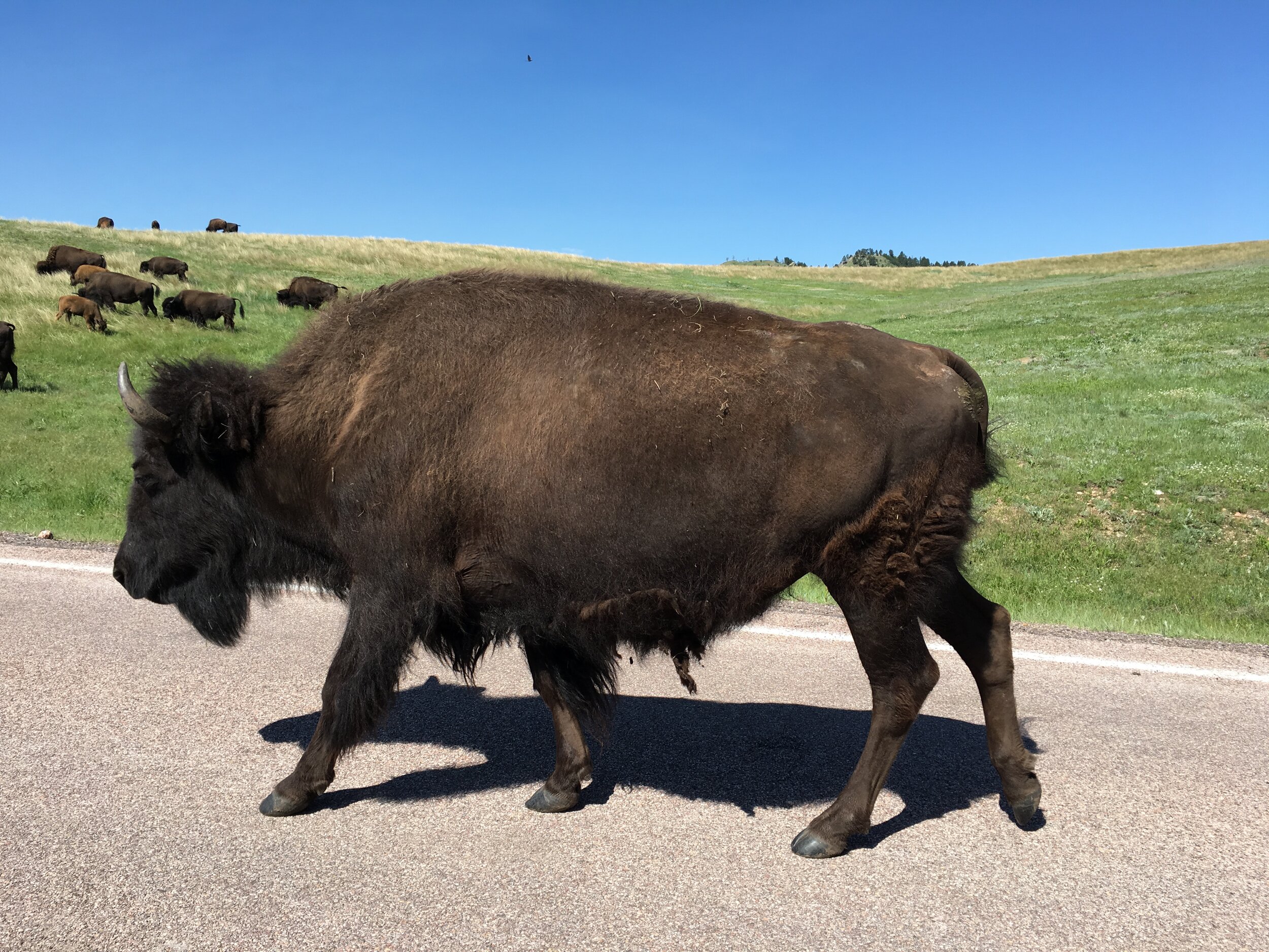 Buffalo on road