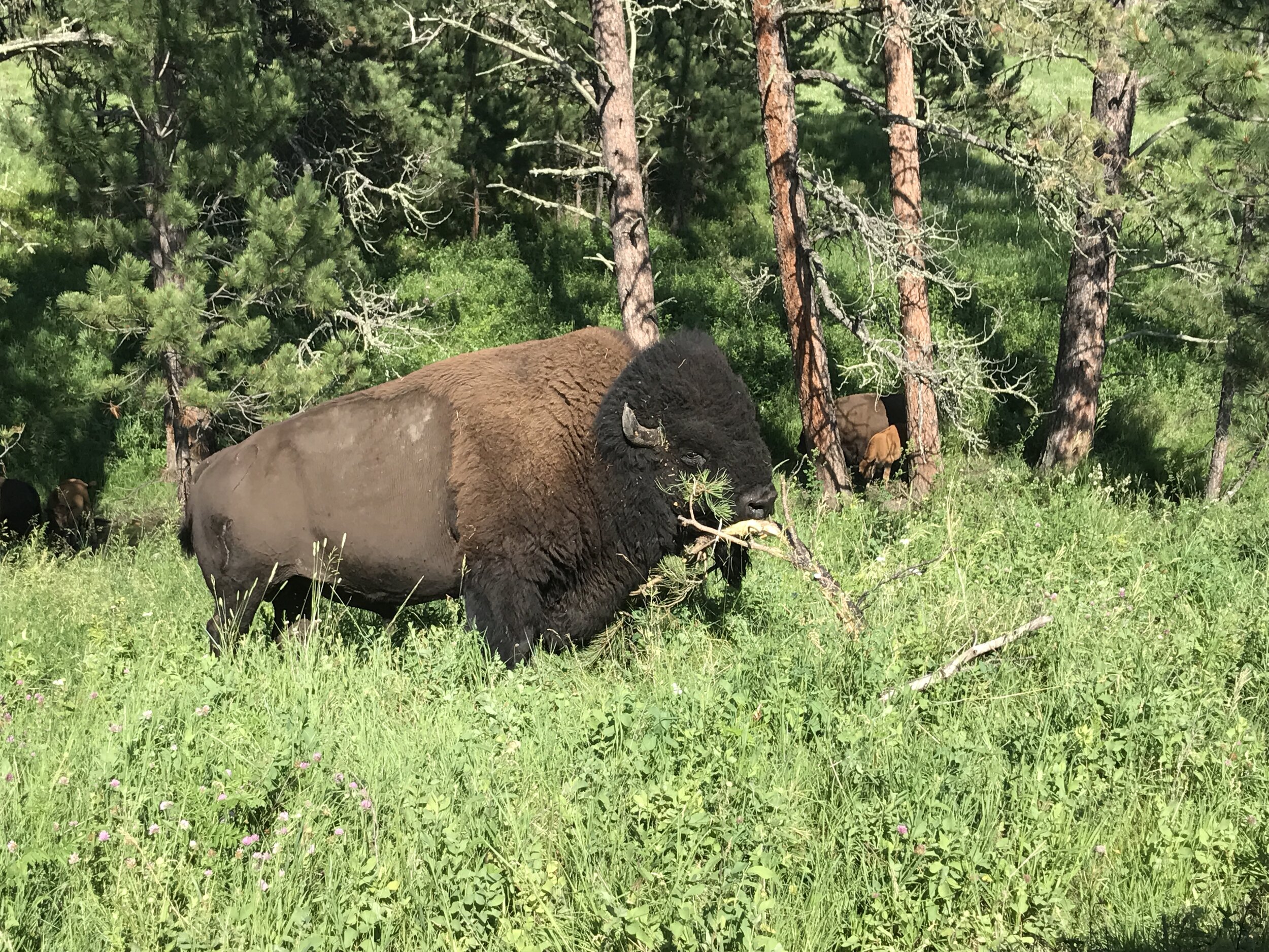 buffalo custer state park