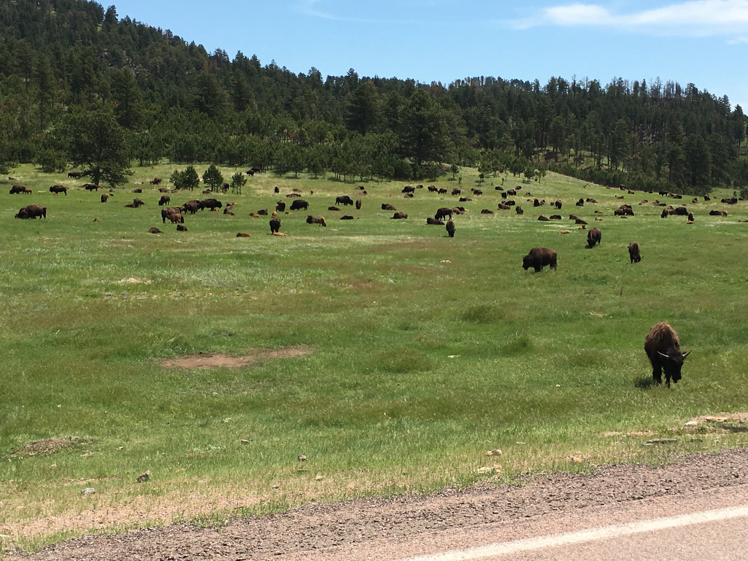 Buffalo Herd Grazing (Copy)
