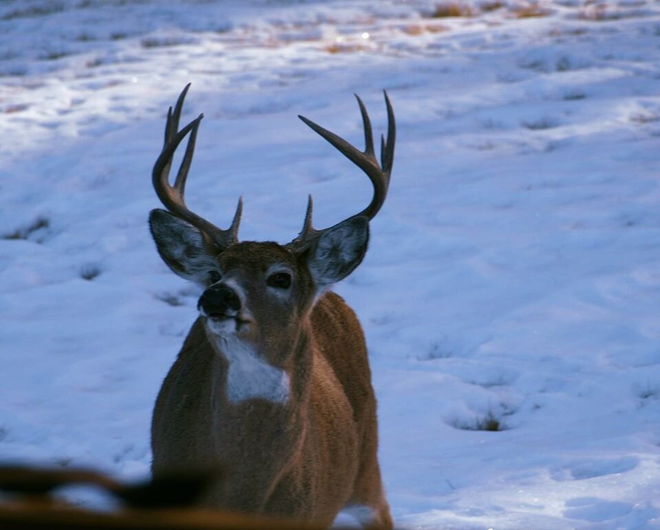 Deer near Custer