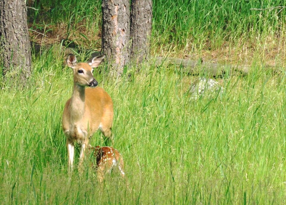 what-will-you-see-black-hills-vacation.jpg