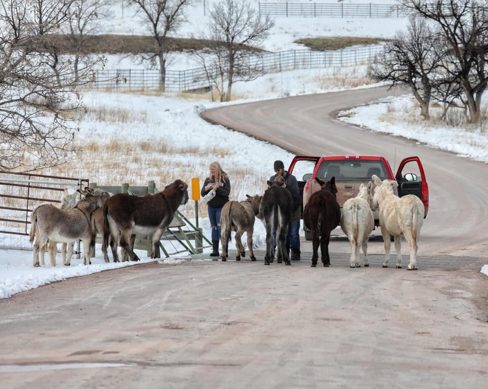 welcoming-committee-custer-park.jpg