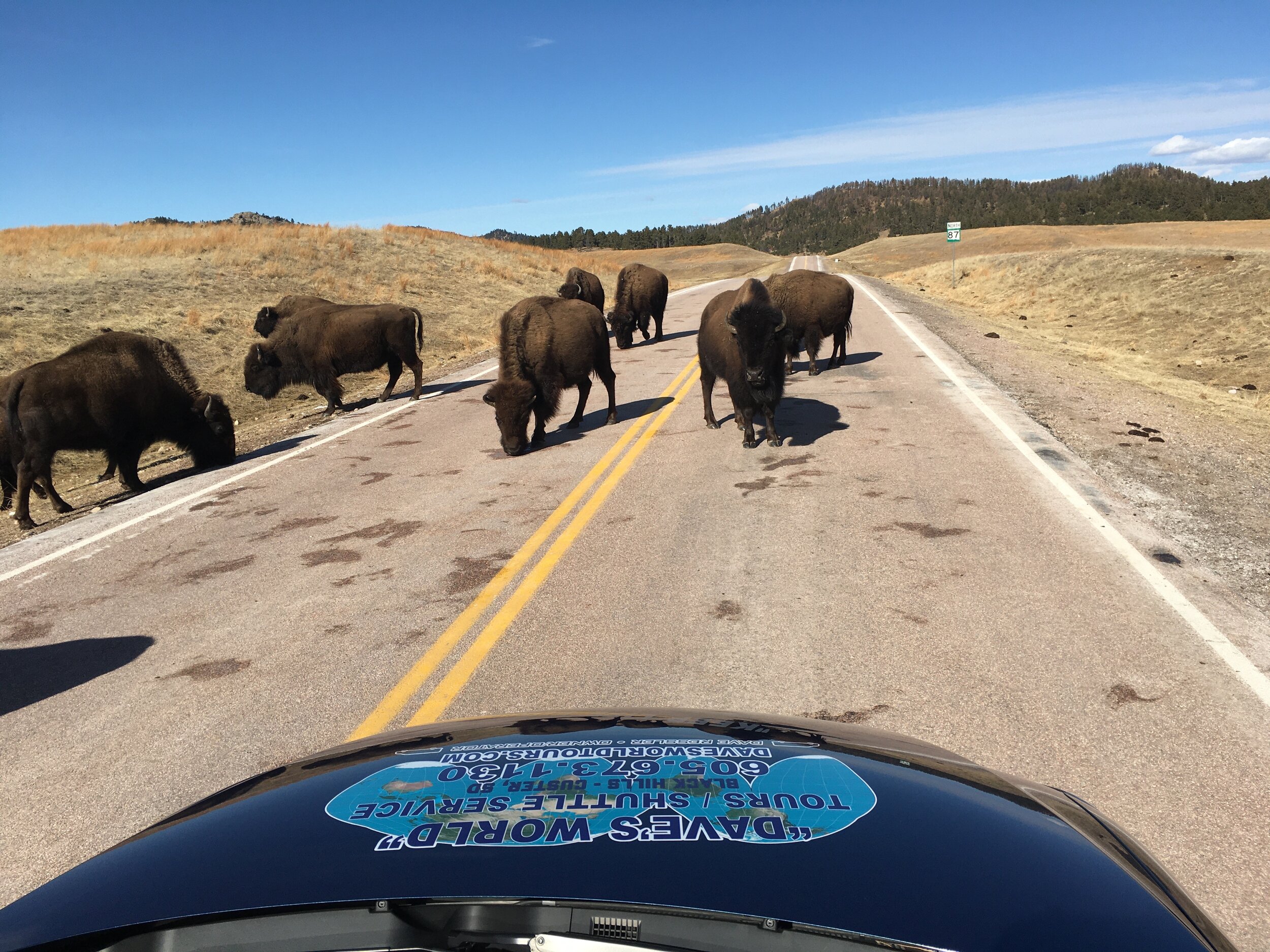 buffalo-on-road.JPG