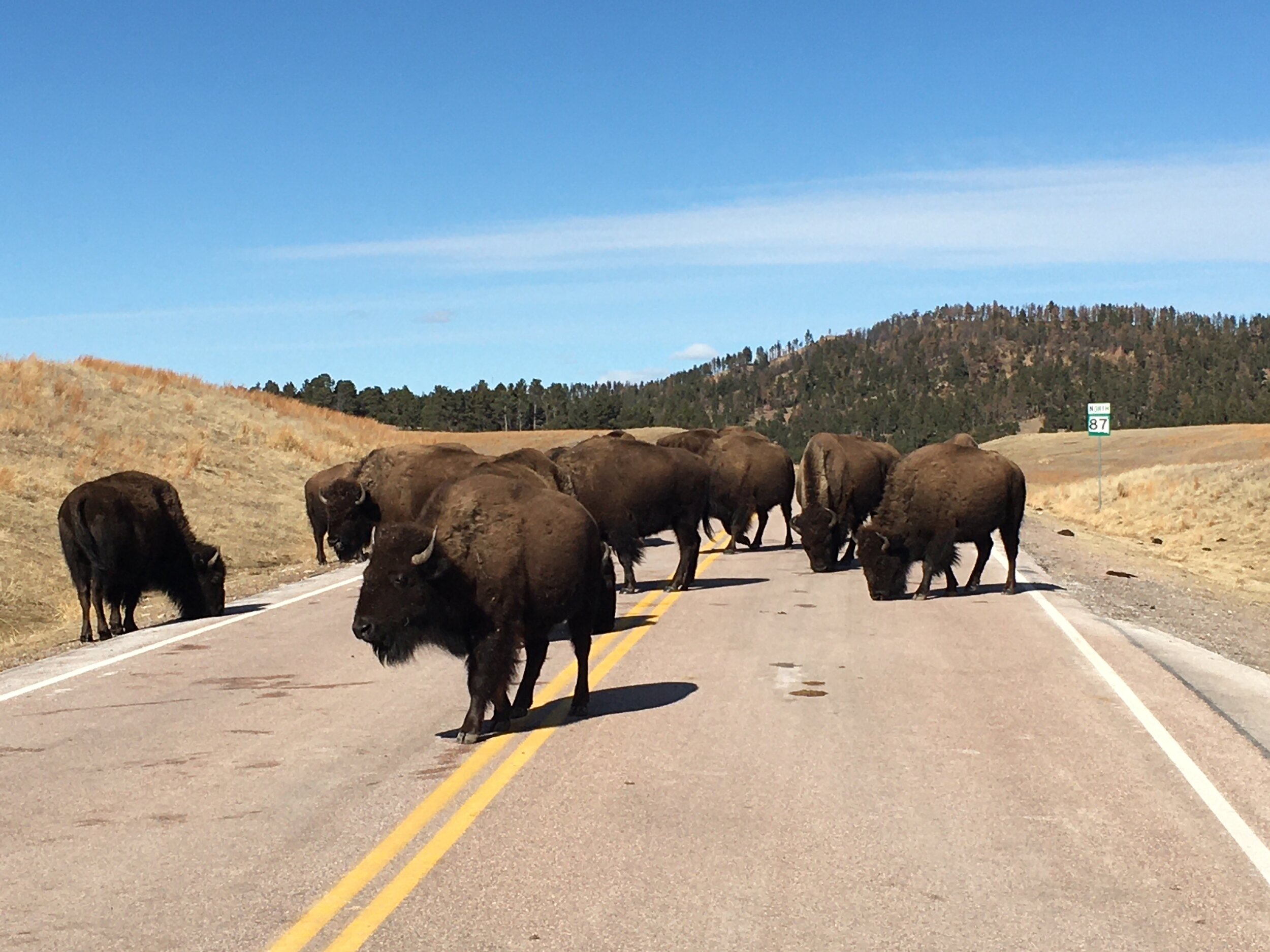 buffalo-walking.JPG