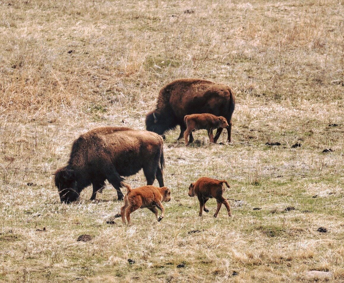 baby-buffalo.jpg