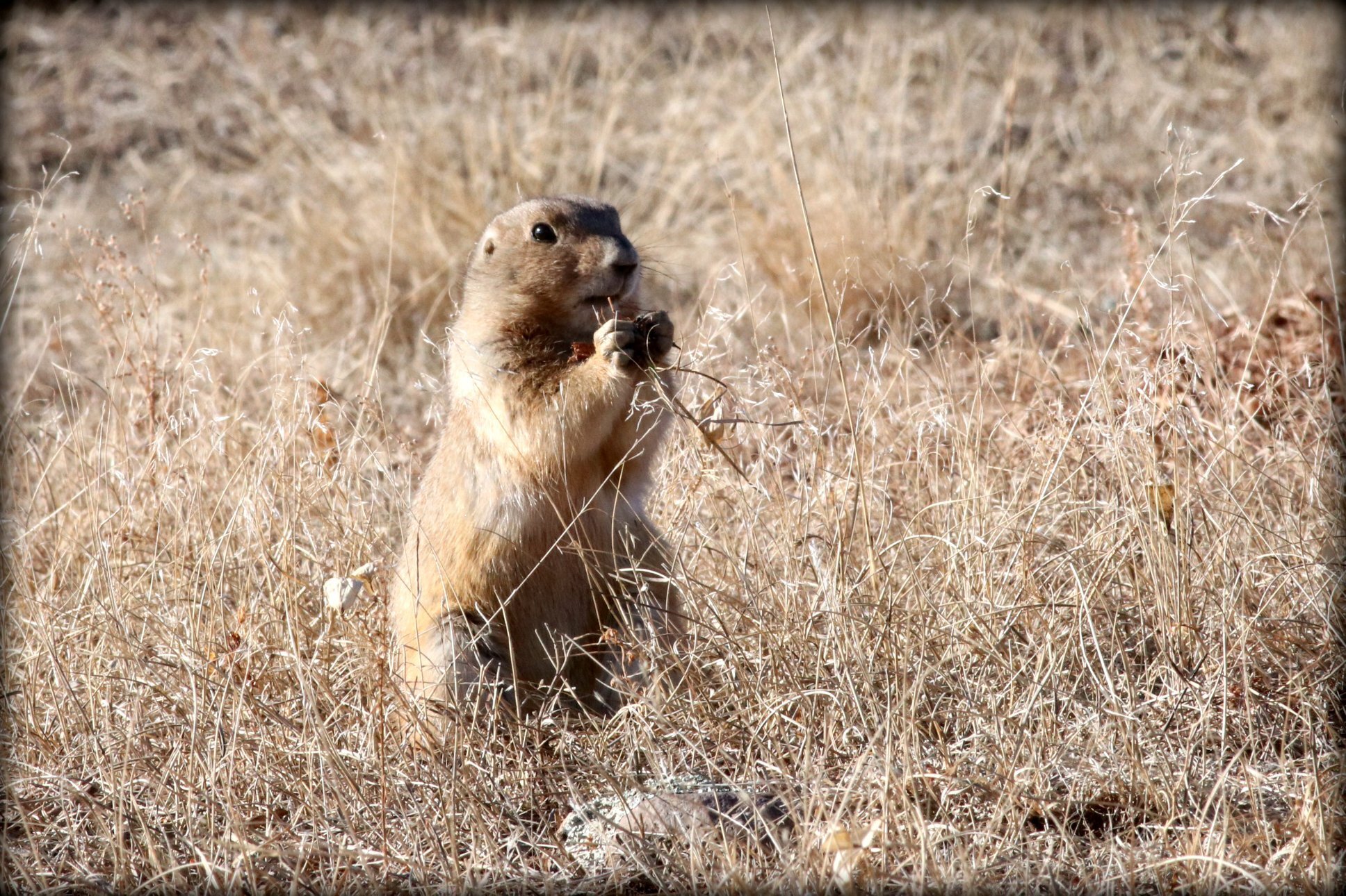 black-tailed-prairie-dog .jpg