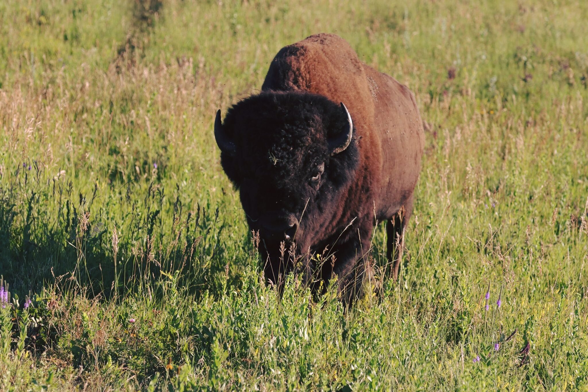 up-close-buffalo.jpg