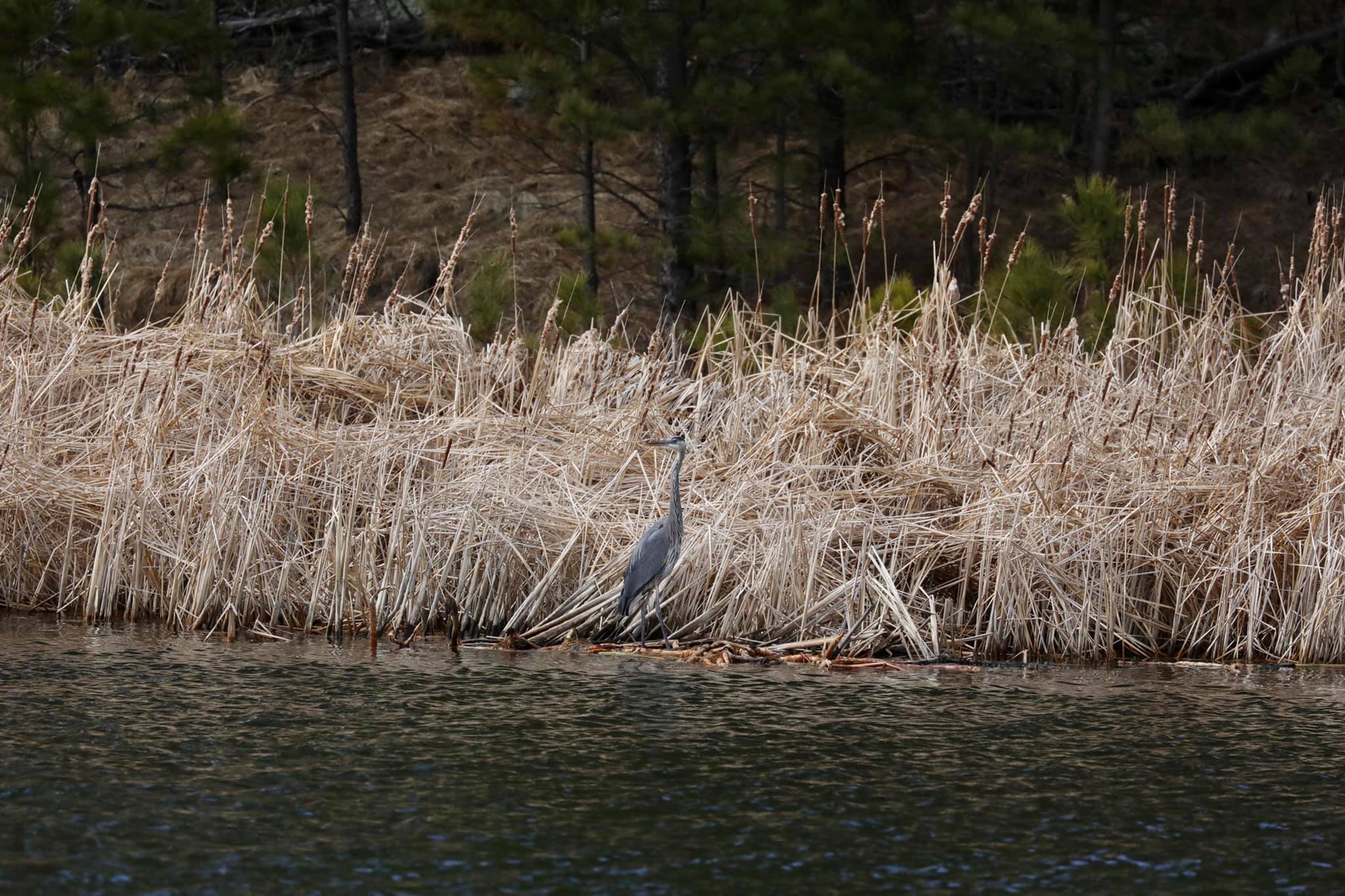 great-blue-heron.jpg