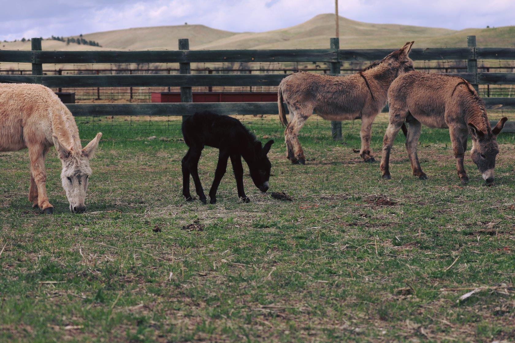 baby-burros.jpg