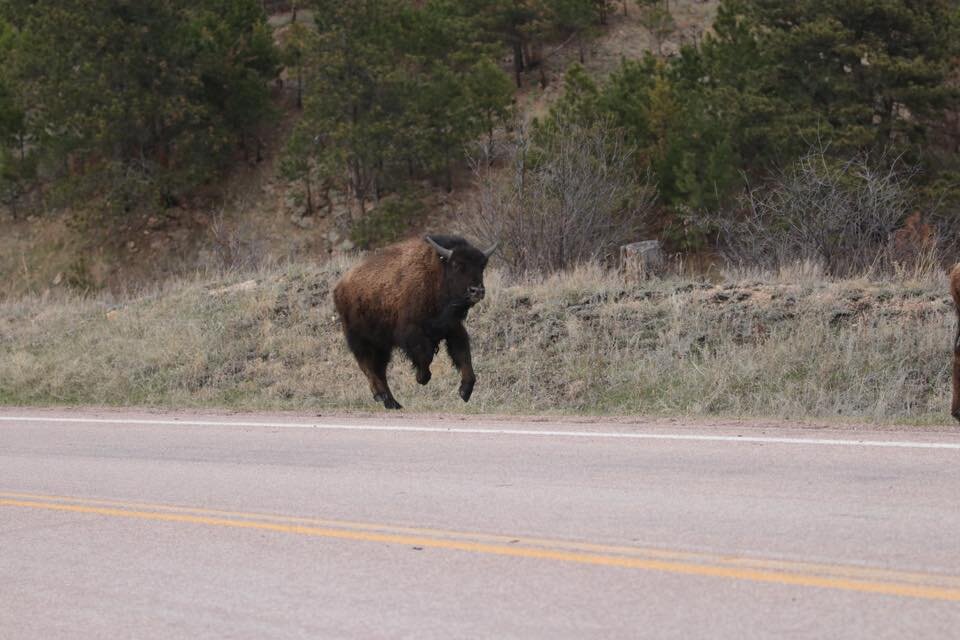 running-buffalo.jpg