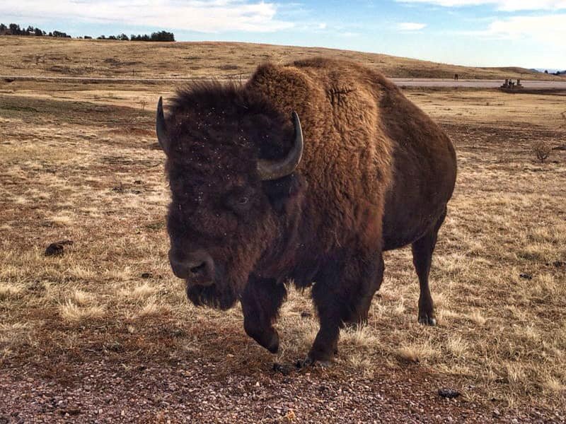 big-buffalo-custer-state-park.jpg