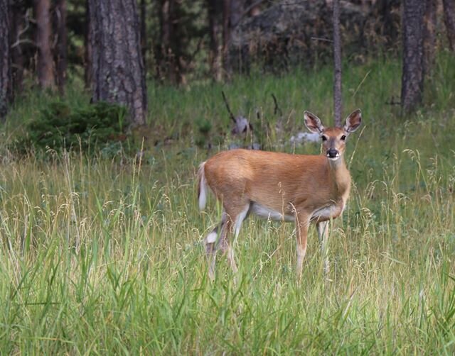 deer-south-dakota-eyes-on-you.jpg