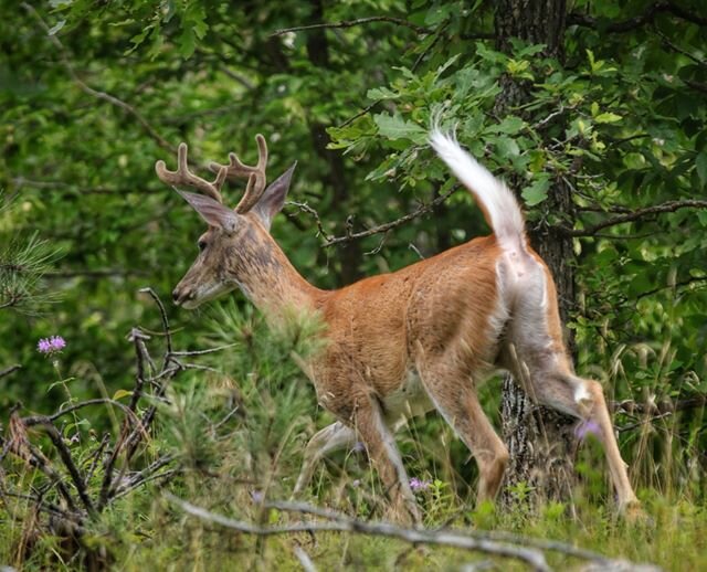 custer-white-tail-deer-camera-shy.jpg