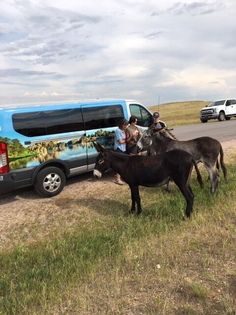 custer-wildlife-donkeys.JPG