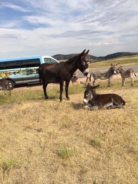 black-hills-wildlife.JPG