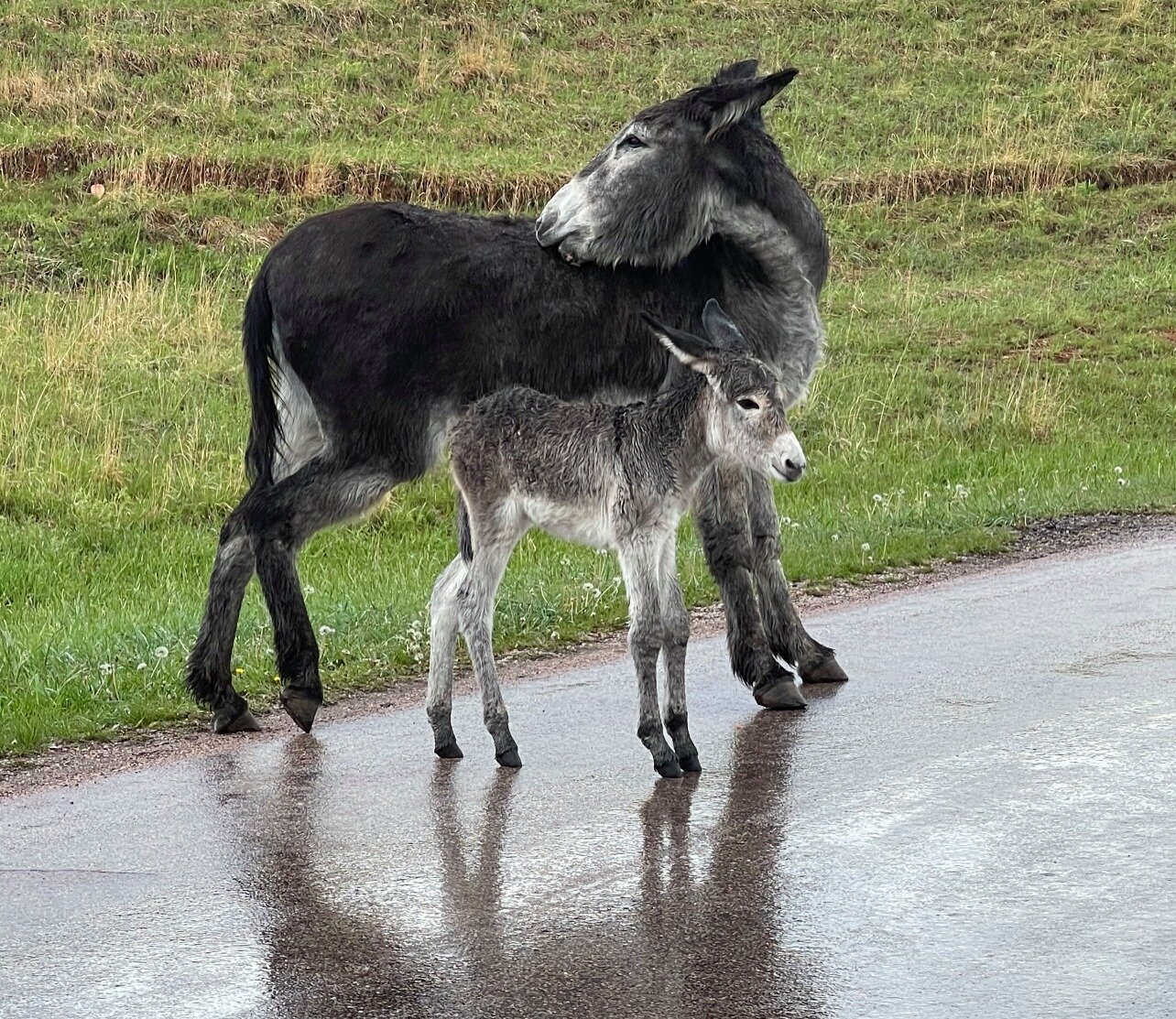 burro-mother.jpg