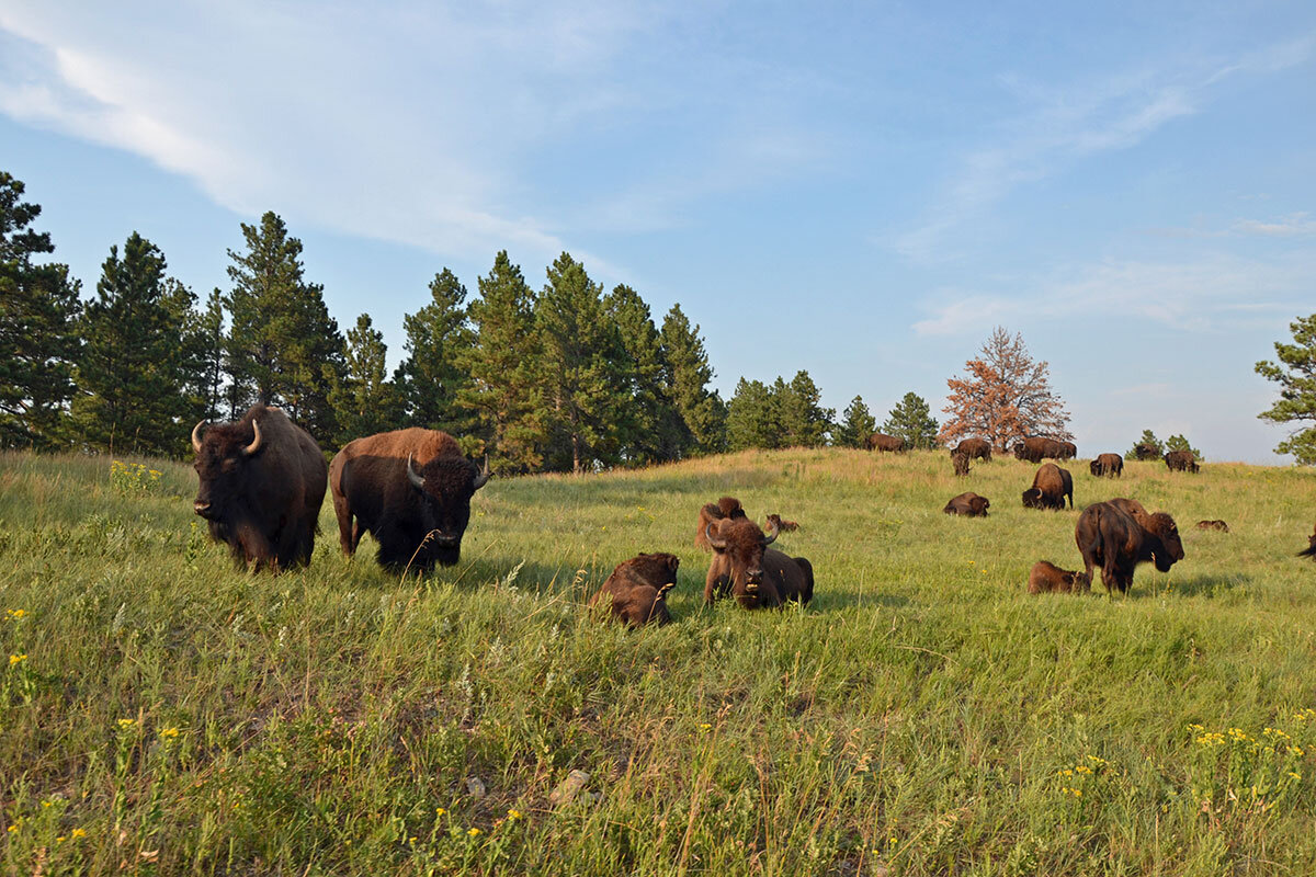 buffalo-herd-custer.jpg