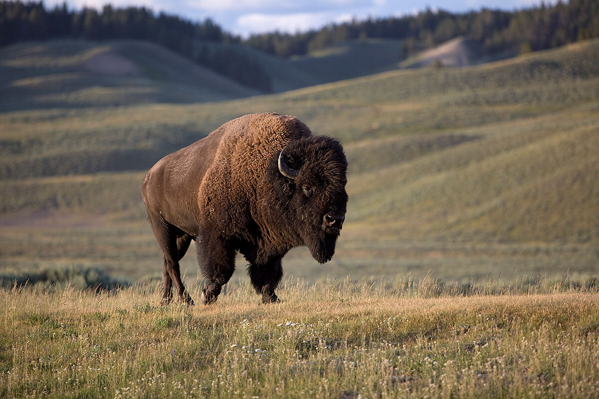 buffalo-roaming-south-dakota.jpg