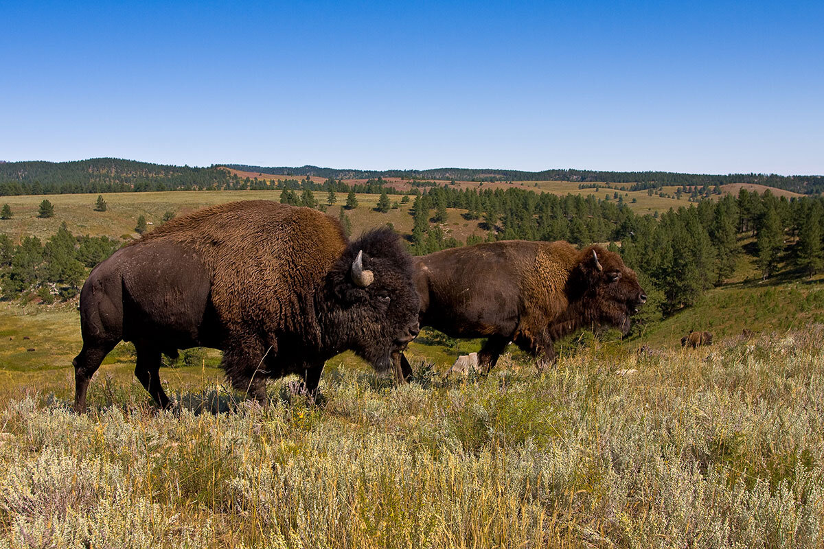 two-custer-state-park-bison.jpg