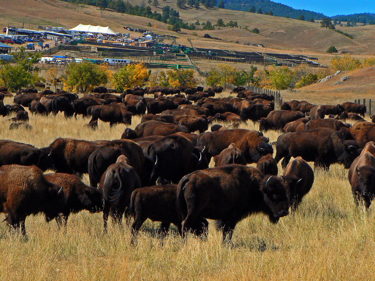 buffalo-custer-roundup.jpg