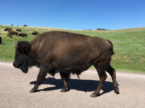 buffalo-walking.jpg