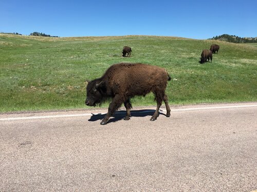 young-buffalo-road.jpg
