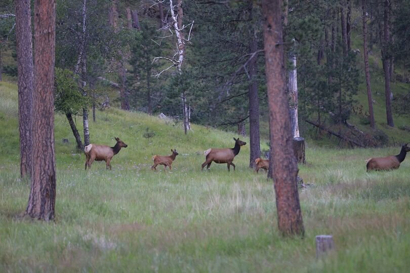 morning-elk-herd.jpg