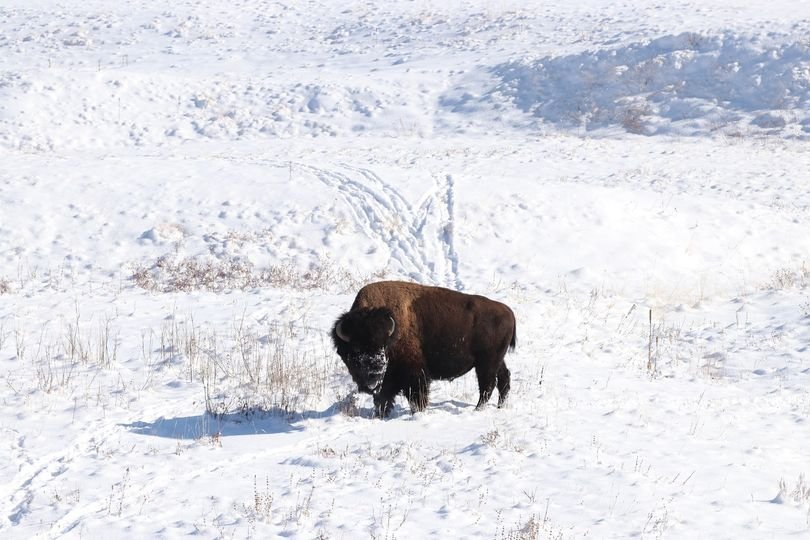 snowy-home-buffalo-roam.jpg