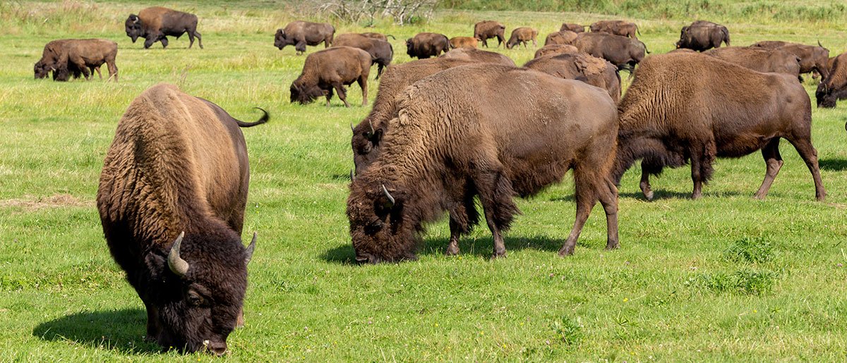 bison-herd-grazing.jpg