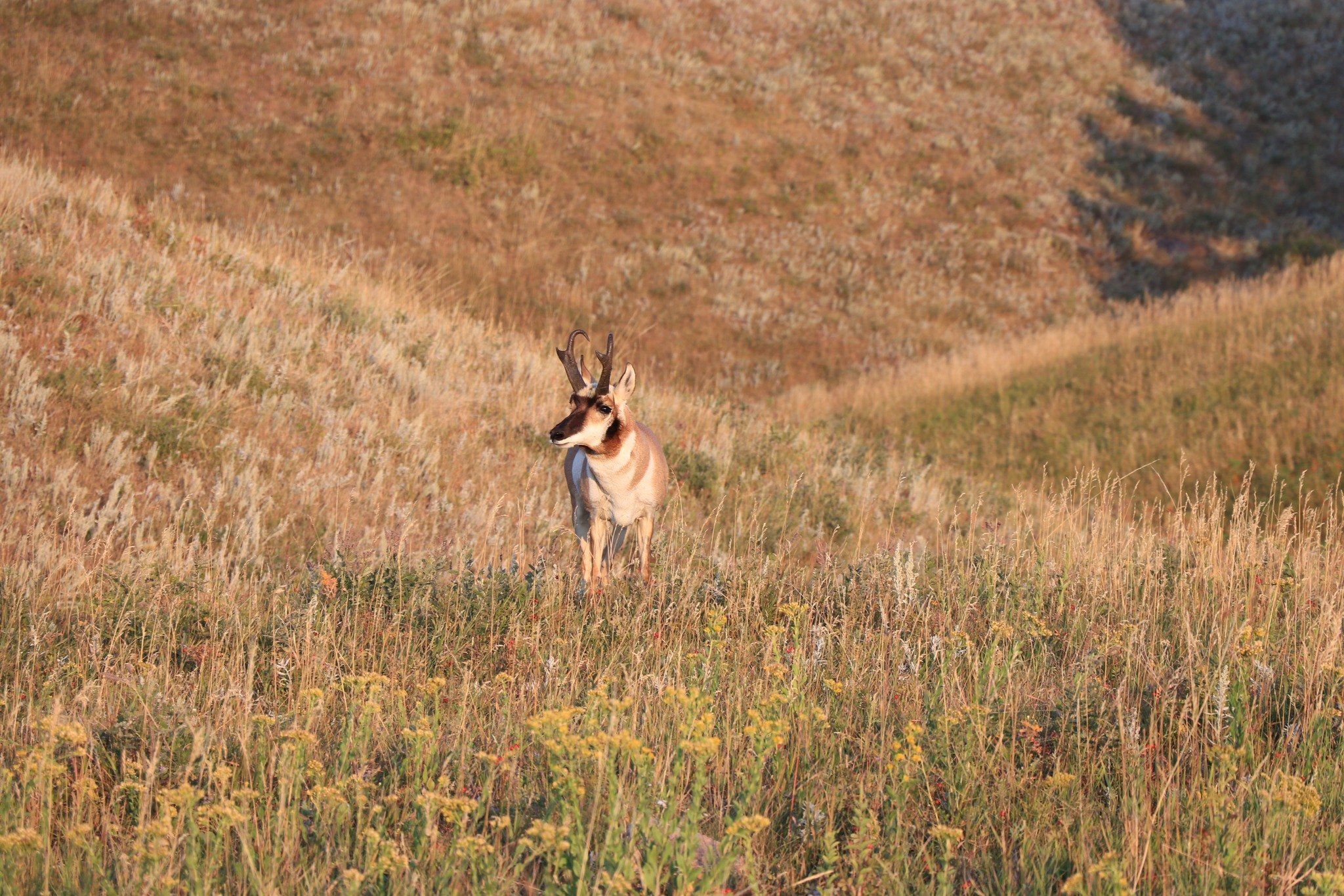 wildlife-south-dakota.jpeg