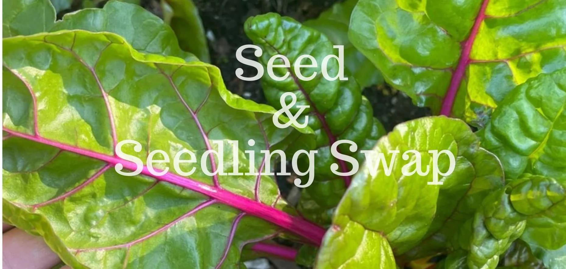 Seed &amp; Seedling Swap - Strathmore 