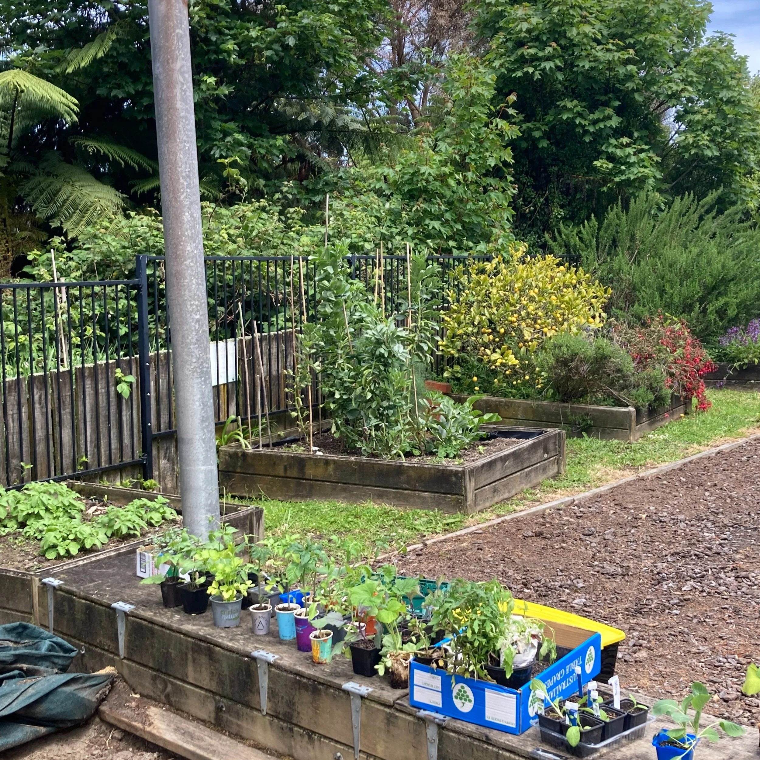 Garden Working-bee &amp; Seedling Swap: St Barnabas Khandallah