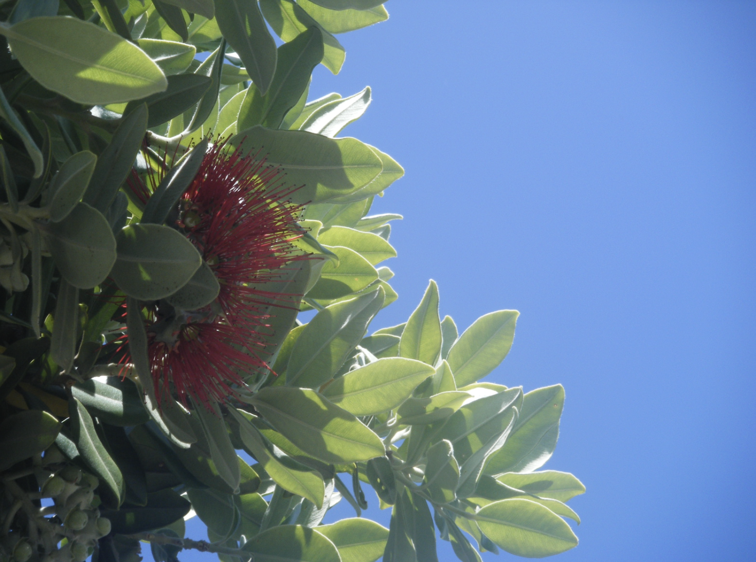 Crop Swap o Hakihea – Summer Solstice