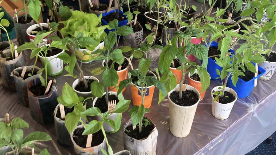 Crop Swap Pito One (first Saturday of the Month) 
