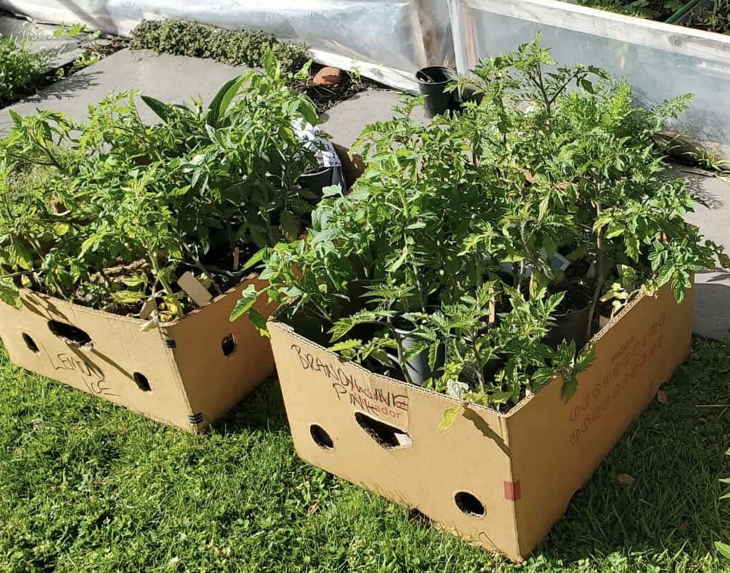SEED &amp; SEEDLING SWAP - Miramar and Mapuia Community Centre