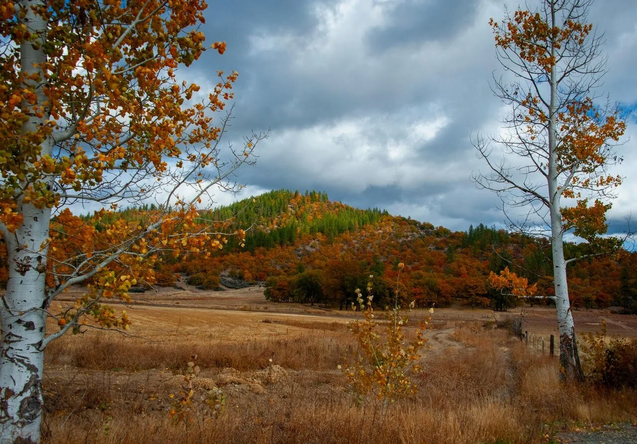 Fall+Colors+in+Scott+Valley%2C+California+-+photo+by+Mel+Fechter.jpg