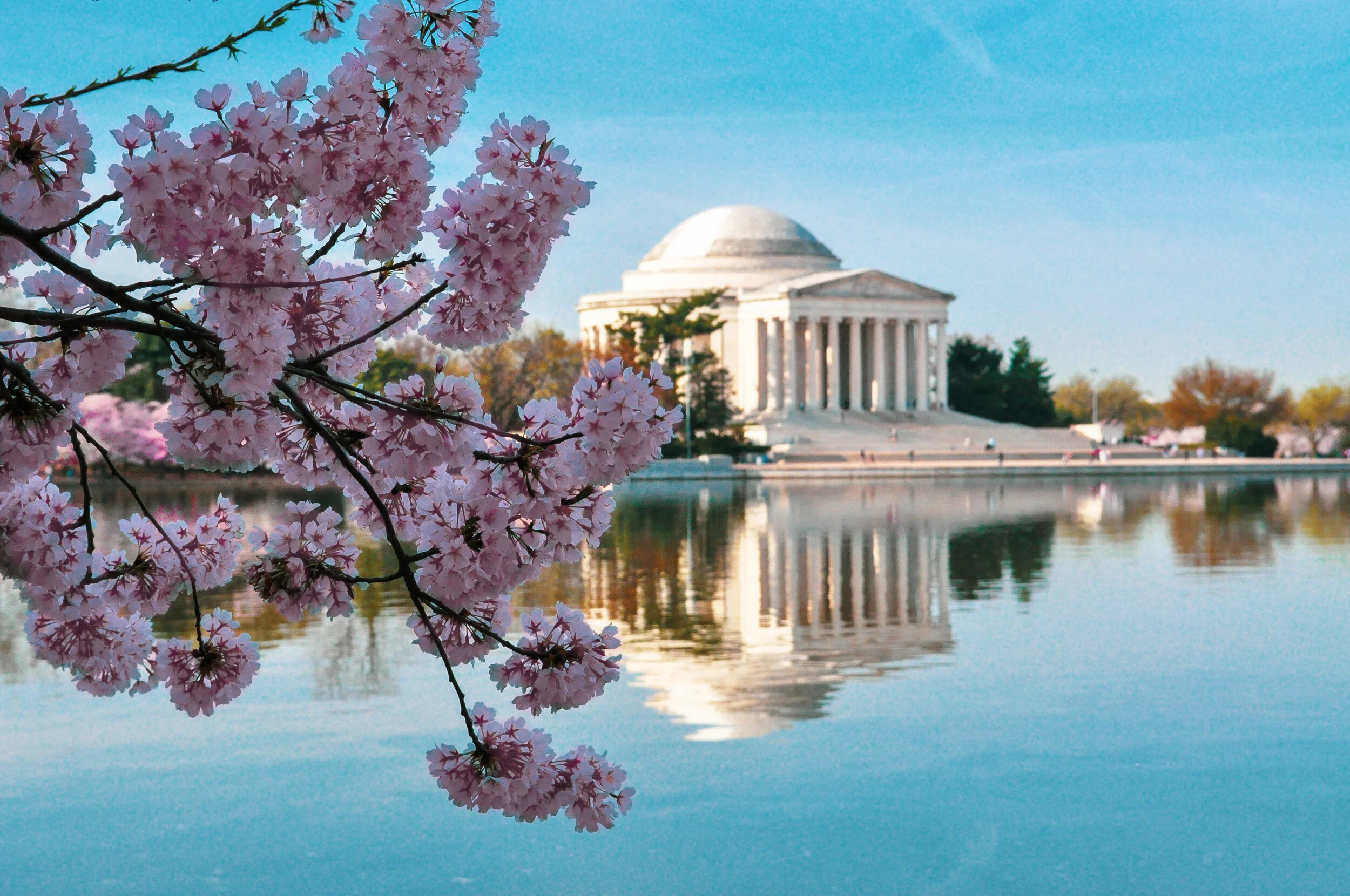 Cherry Blossom 2.jpg
