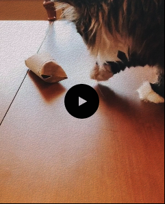 Canine Enrichment