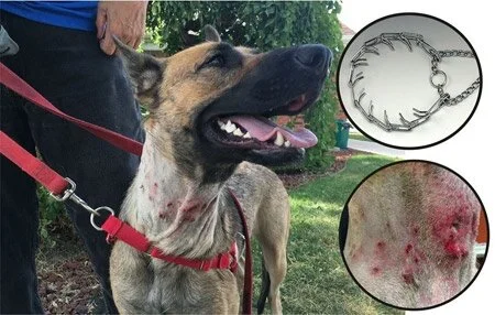 dog collar chafing treatment