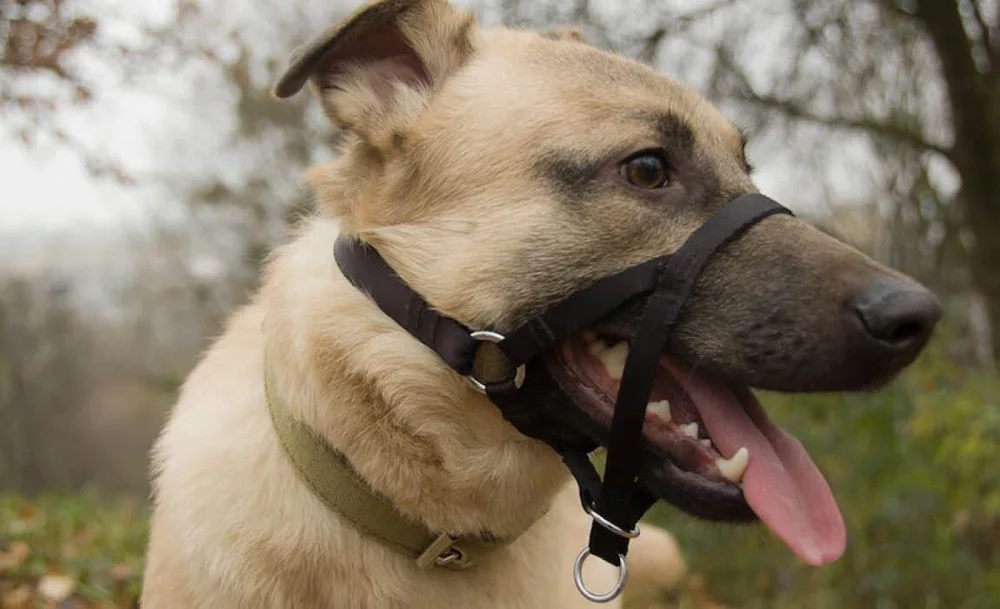 Don T Jerk Or Pull Use A Harness Part 3 4 Welfare For Animals Don T Jerk Or Pull Use A Harness Part 3 4 Welfare For Animals