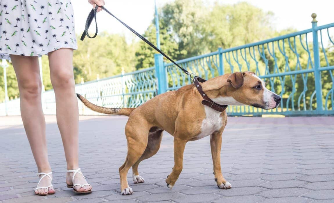 kitten vitamin supplement