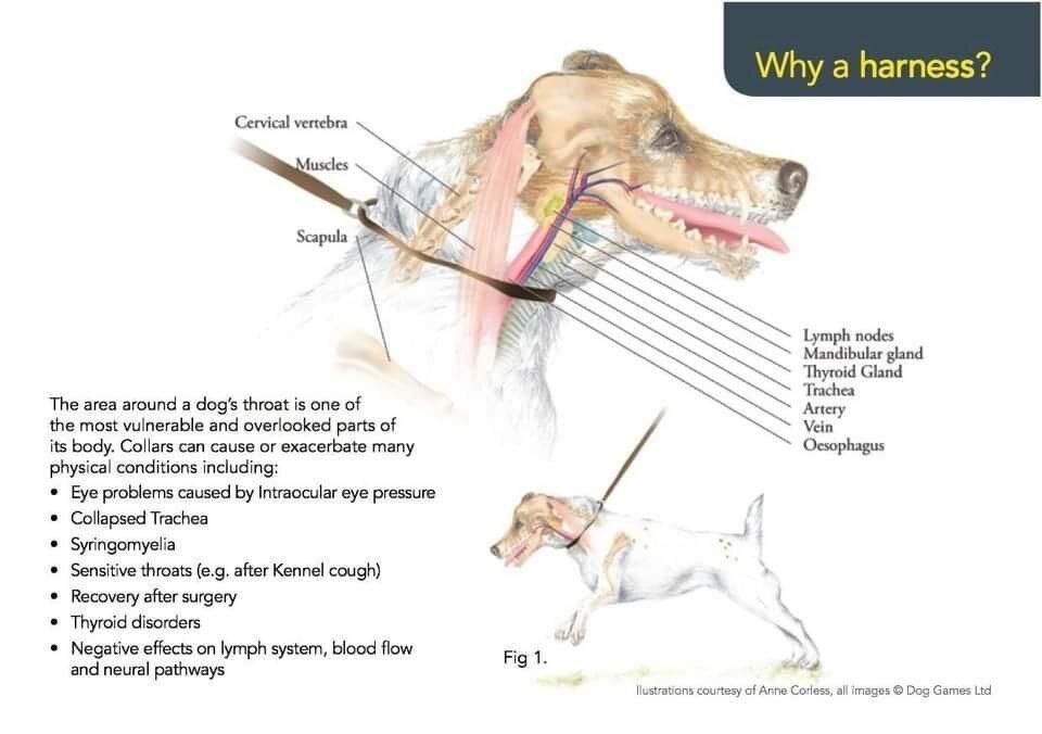Do dogs pull harder with a harness? – balancedfoodandfuel.org