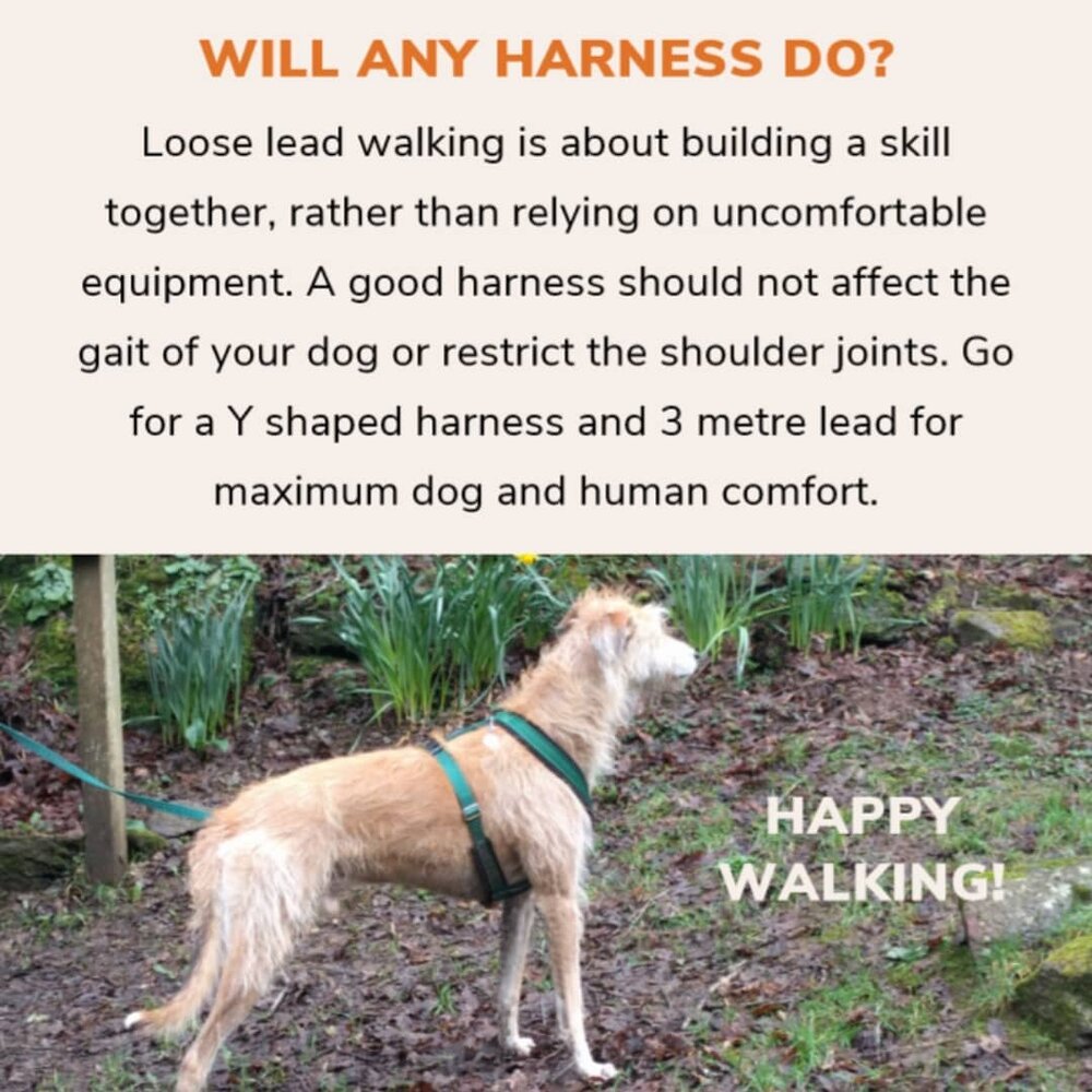 Don't Jerk or Pull, Use a Harness- Part 4/4 — Welfare For Animals