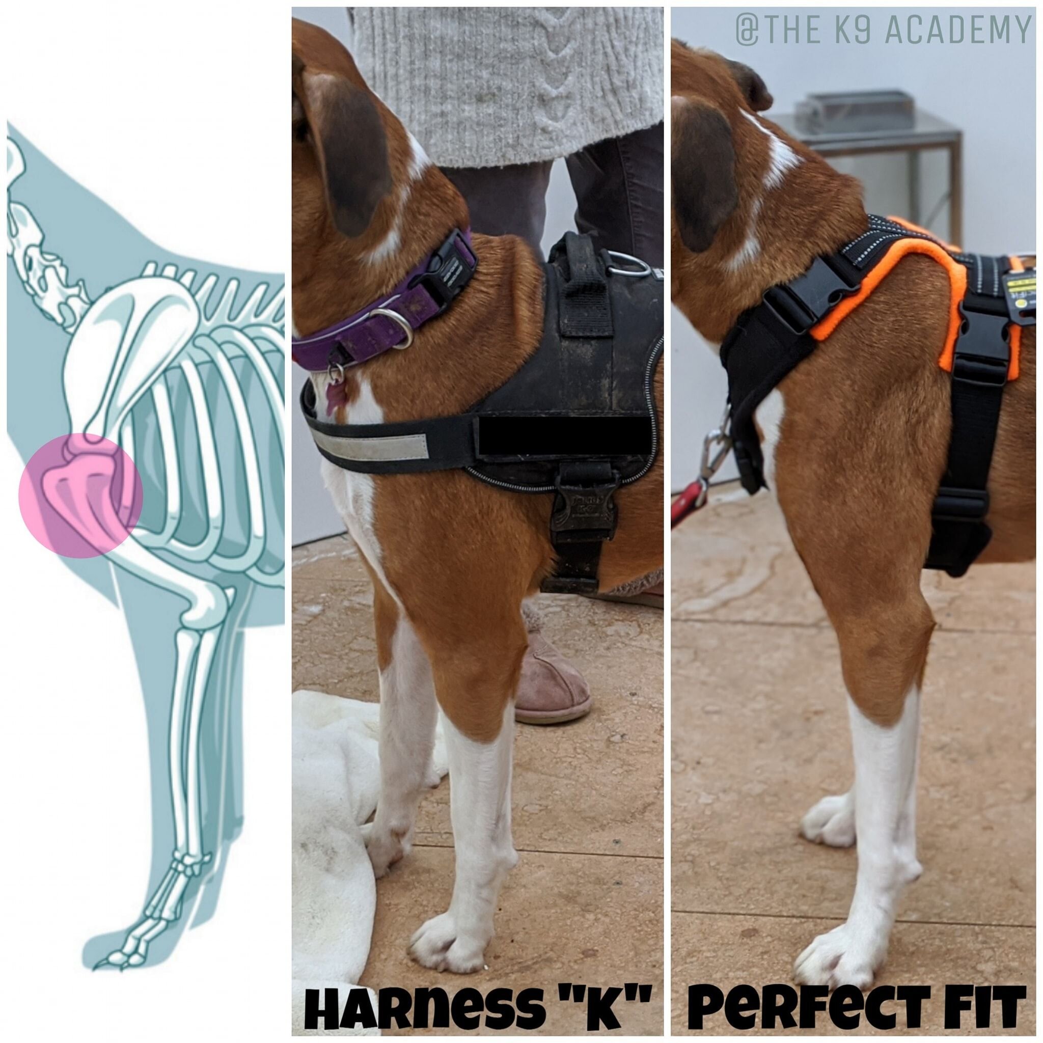 Don't Jerk or Pull, Use a Harness- Part 4/4 — Welfare For Animals
