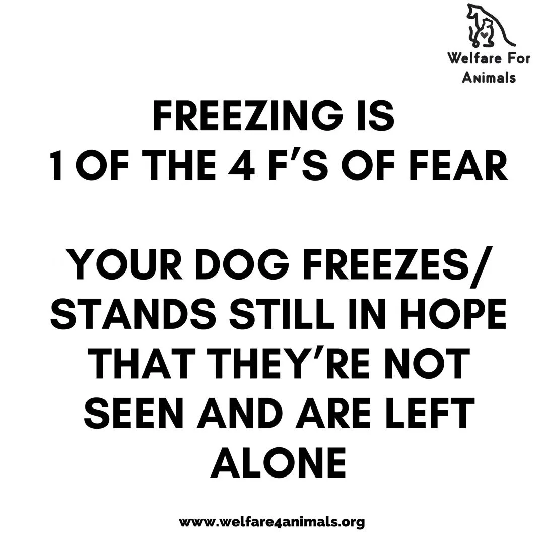 The 4F’s of Fear- Fear Responses — Welfare For Animals