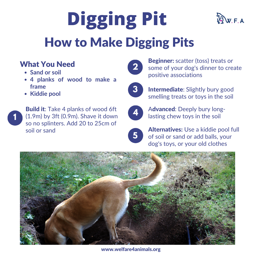 Is Your Dog a Digger?? — Welfare For Animals
