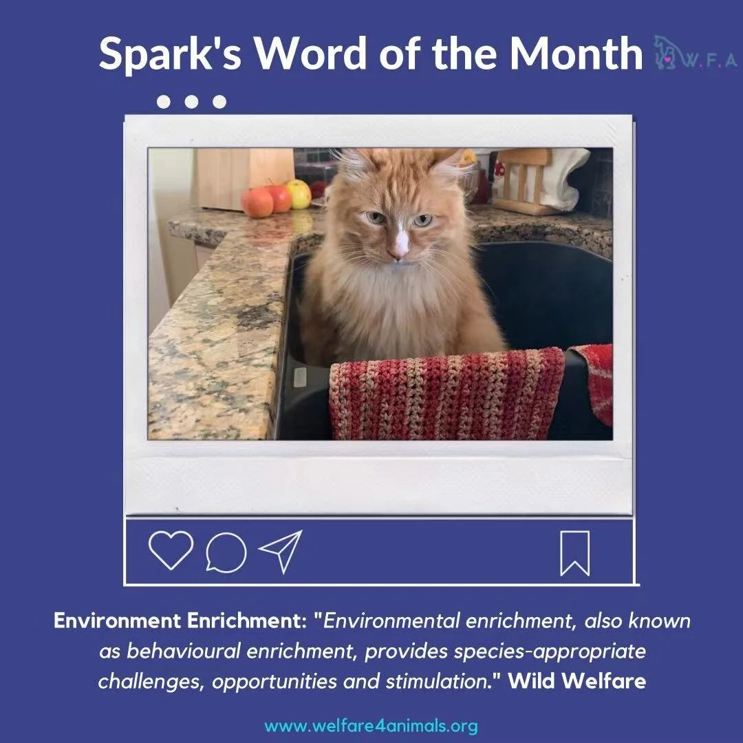 A Cat's Water Needs- Spark's Notes for May