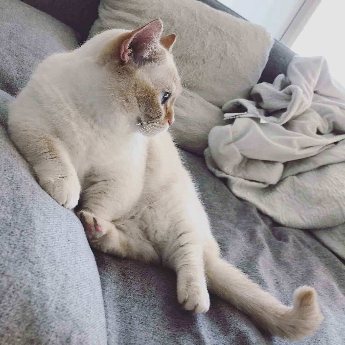 不矜持的小短腿🐱