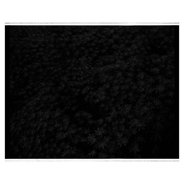 #higuerilla  #unlugarseguro @ramecuen